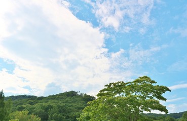 風景　夏　空　緑　杤木