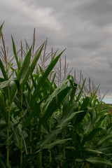 Cornfield under cloudy sky