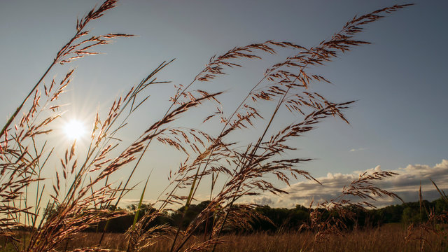Indian grass in morning sun