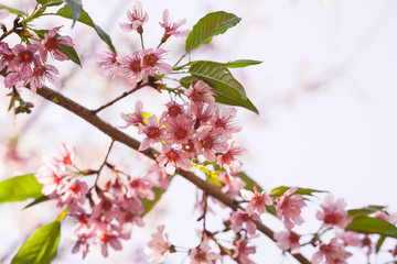 Lindas flores pink de Cerejeira na Primavera