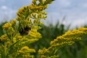 Bee on yellow flower