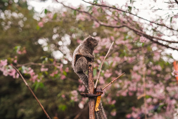 Macaquinho brincando na árvore de cerejeira florida