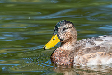 Young Male Mallard duck, mallard, Eurasian wild duck, Anas platyrhynchos.