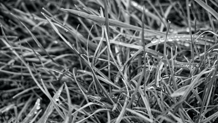 Grass with rain drops (black & white)