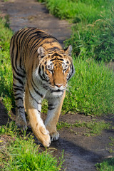 Fototapeta na wymiar Siberian tiger, (Panthera tigris altaica), walking along a dirt road with vegetation, with afternoon sunlight