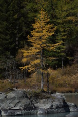 autumn in the forest