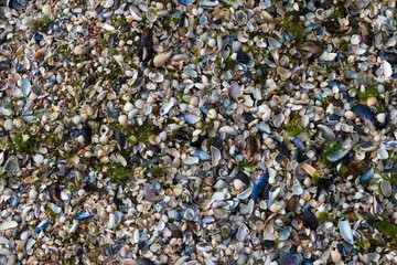 Background, texture of the sea shore: shells, sand and algae.