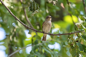 Spotted Flycatcher ( Muscicapa striata) sitting on the branch in the forest.