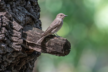 Spotted Flycatcher ( Muscicapa striata) sitting on the branch in the forest.