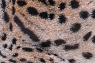 Serval cat (Leptailurus serval), close view of the fur texture