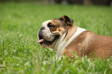 Side view of a english Bulldog, dog sticking the tongue out, lying in the grass