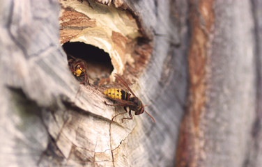 hornet leaving its nest in a hollow tree trunk