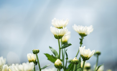 White chrysanthemum flowers blooming with sweet soft bokeh from light and white background