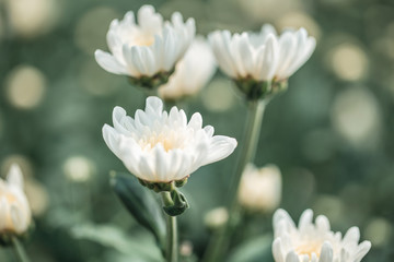 Many white chrysanthemum flowers blooming in garden with sweet soft bokeh from light