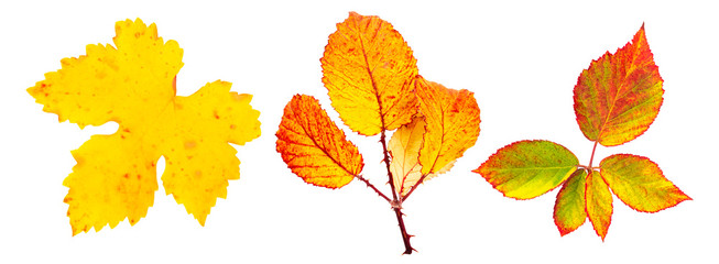 A set of vibrant autumn leaves, isolated on a white background