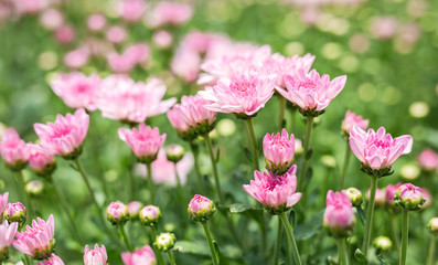 Obraz na płótnie Canvas Many pink chrysanthemum flowers, Close up