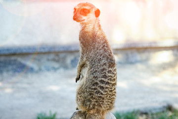 happy meerkats in the zoo in nature
