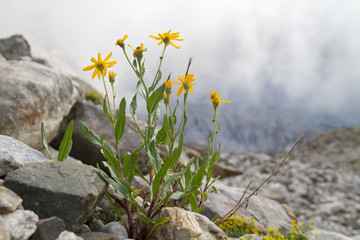 Chamois ragwort, Senecio doronicum, in a rocky environment, in the background misty mountains