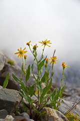 Chamois ragwort, Senecio doronicum, in a rocky environment, in the background misty mountains