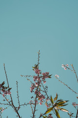 C&eacute;u azul com galhos de flores de Cerejeiras na Primavera