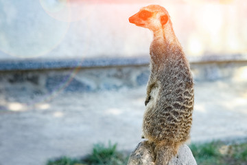 happy meerkats in the zoo in nature