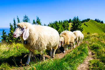 Fototapeta premium cute sheep