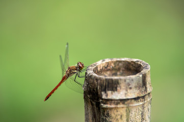 初秋のアキアカネ