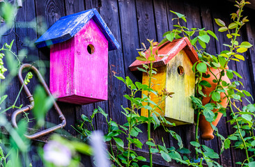 old bird house