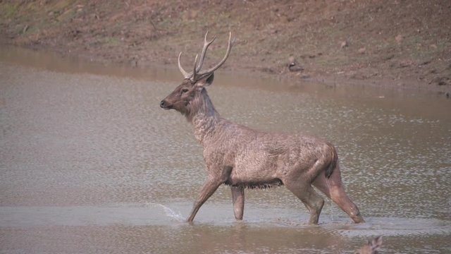 180p slow motion clip of a sambar standing up from bathing in a waterhole at tadoba ahdhari tiger reserve in india
