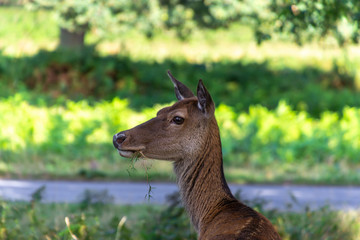 Young deer with grass in the mouth on the background of green forest and blue river