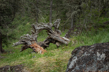 dry roots of old cedar
