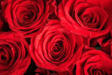 Buds of red roses close-up. Bright festive floral background.