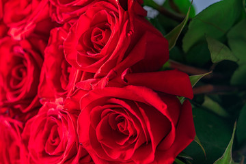 Buds of red roses close-up. Bright festive floral background.