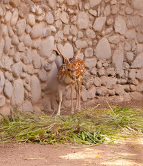 A Barasingha eating green grass at chhatbir zoo, India