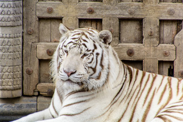 Head of a white tiger