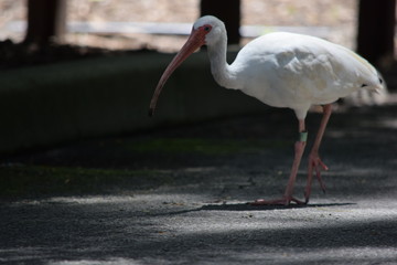 Los Angeles Santa monica
