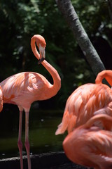 Birds and animal Florida