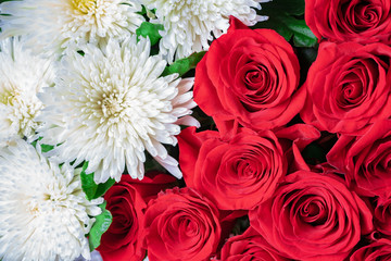 Buds of red roses and white chrysanthemums close-up. Bright festive floral background.