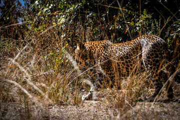 Take a Walk on a Wildside