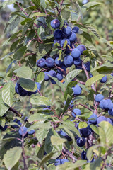 ripening thorn, a berry with the Latin name Prunus spinosa, narrow focus area