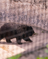 Black bear walking towards cave at chhatbir zoo, India