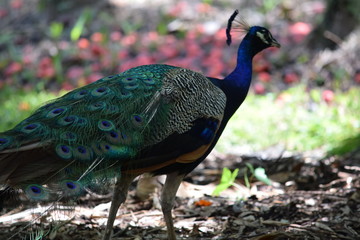 Obraz premium Birds and animal Florida