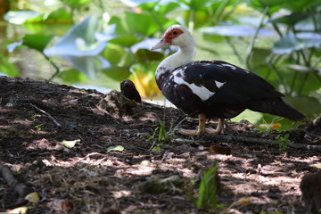 Fototapeta premium Birds and animal Florida