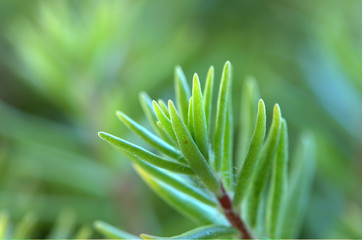 closeup of green leaf