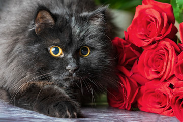 A black fluffy cat with yellow eyes sneaks up to a toy against a background of red roses. - obrazy, fototapety, plakaty
