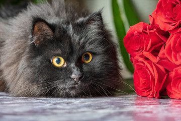 A black fluffy cat with yellow eyes sneaks up to a toy against a background of red roses.