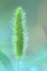 closeup of green leaf