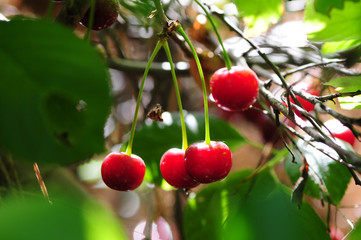 cherries on the tree