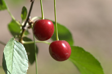 cherries on tree