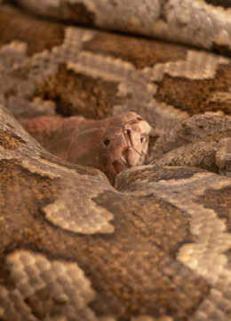 Close view of Indian rock python (Python molurus bivittatus) or Tiger Python. Wildlife photography